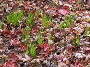 8th Nov 2020 - Green shoots through the leaf clutter...