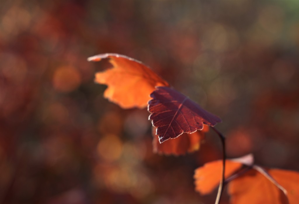 Autumn by lynnz