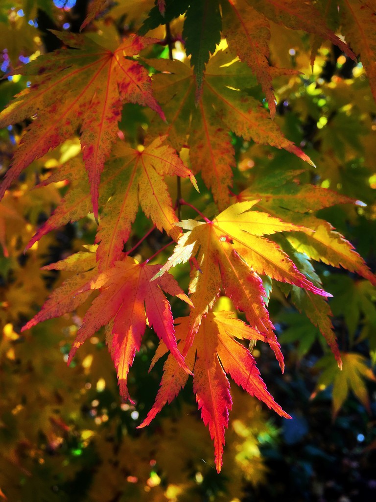 Acer by pattyblue