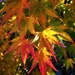 Acer by pattyblue