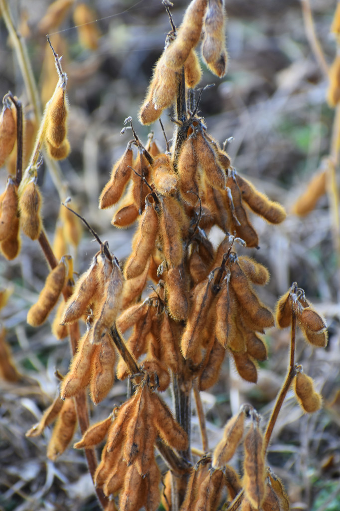 Soybeans are ready for harvest by homeschoolmom