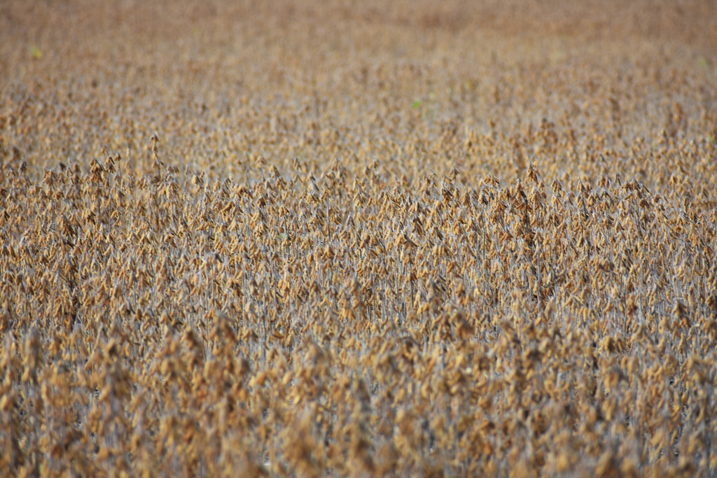 Soybean field by homeschoolmom
