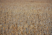1st Nov 2020 - Soybean field
