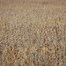 Soybean field by homeschoolmom