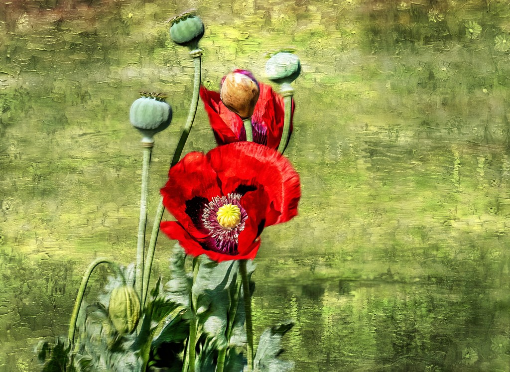 Poppies and textures by ludwigsdiana