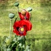 Poppies and textures by ludwigsdiana
