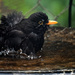 Blackbird bath time by maureenpp