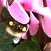 Bumblebee’s Bottom 1... by moominmomma