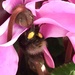 Bumblebee’s Bottom 2.. by moominmomma