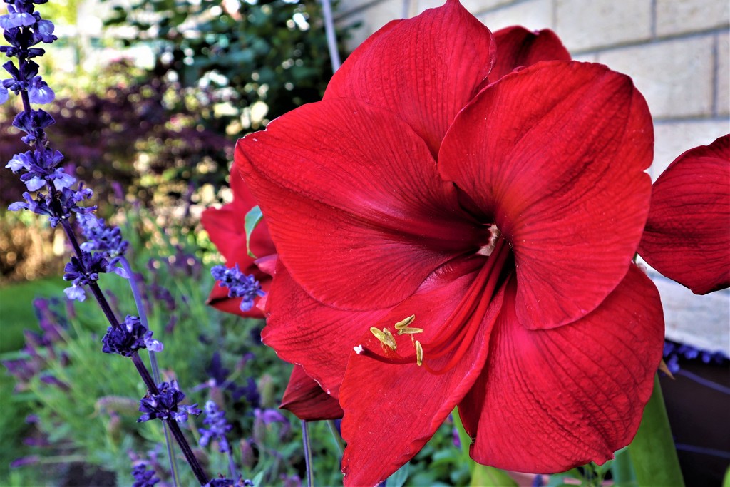 RED Amaryllis by sandradavies