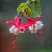 Fuchsia surprise by pamknowler