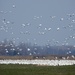 Snow Geese by sunnygreenwood