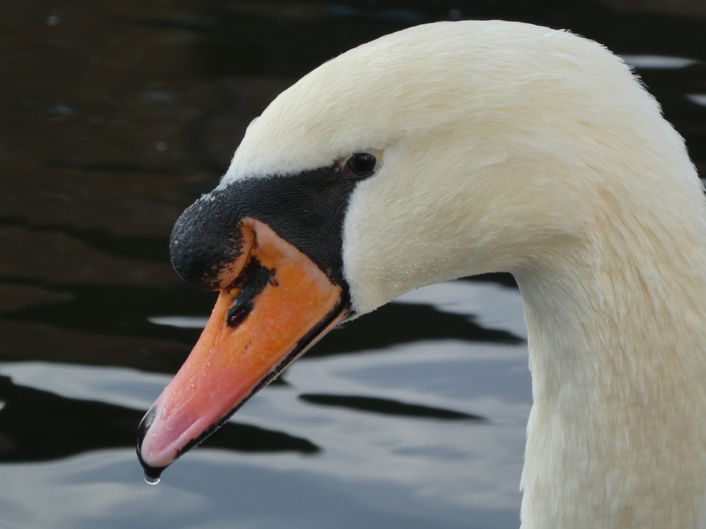Swan on the Bridgewater Canal by cmp