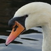 Swan on the Bridgewater Canal by cmp