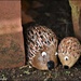 The hedgehogs by rosiekind