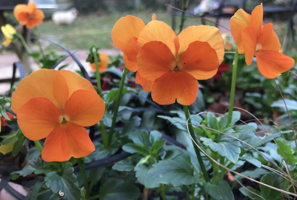 Pumpkin-coloured Pansies by daffodill