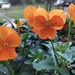 Pumpkin-coloured Pansies by daffodill