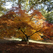 Oct 30th Autumn at the Arboretum I by valpetersen