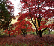 31st Oct 2020 - Oct 31st Autumn at the Arboretum II
