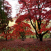 Oct 31st Autumn at the Arboretum II by valpetersen