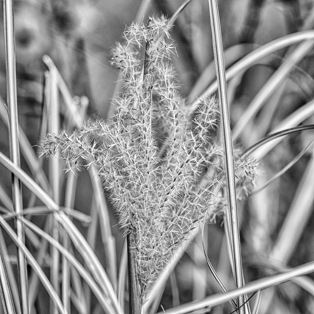 grass seed head by aecasey