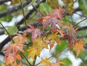 1st Nov 2020 - Autumn colour on a wet day