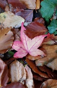2nd Nov 2020 - Sweetgum leaf