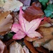 Sweetgum leaf by roachling