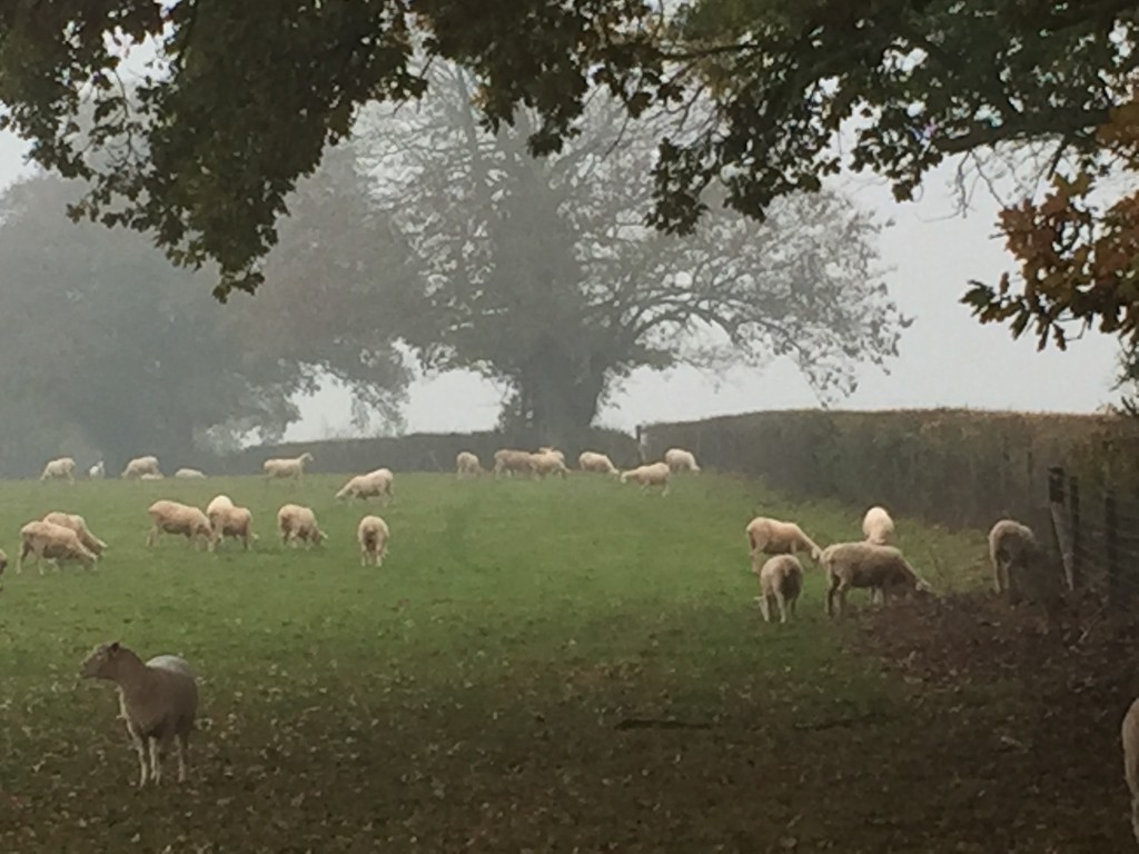 Cold and foggy today - bet these are glad of their fleeces by snowy