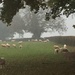 Cold and foggy today - bet these are glad of their fleeces by snowy