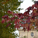 autumn in Paris  by parisouailleurs