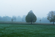 6th Nov 2020 - Frost and fog
