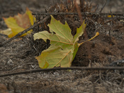 8th Nov 2020 - leaf after a burn