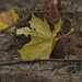 leaf after a burn by rminer