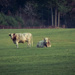 Margo, we have cows too by joansmor