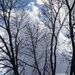 Stark contrast leafless tree by larrysphotos