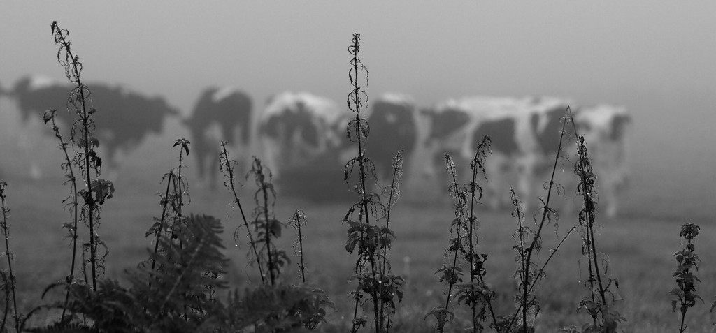 Cows...stoic and static in the mist by s4sayer