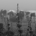 Cows...stoic and static in the mist by s4sayer
