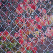 8th Nov 2020 - Tags: Fence, Nature