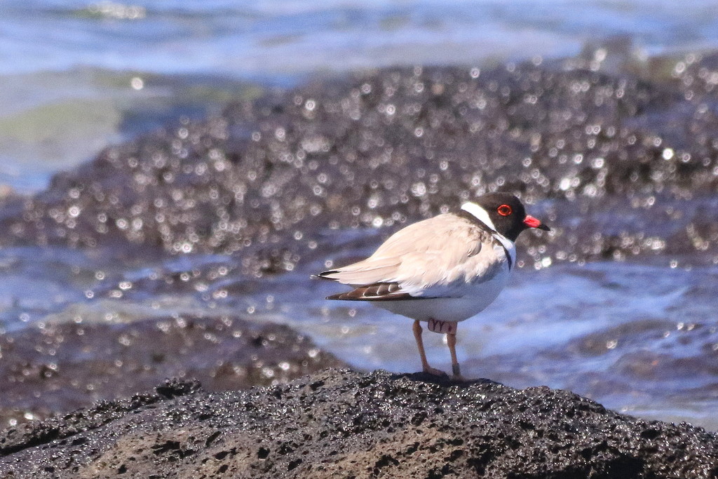 Tiny hooded plover by gilbertwood