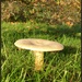 Big mushroom  by jokristina