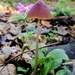 Tiny mushroom  by ilovelenses