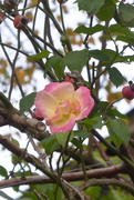 20th Oct 2020 - The rose keep blooming...