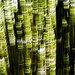 Bamboo Abstract by lstasel