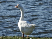 8th Nov 2020 - Chinese swan goose#2
