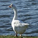 Chinese swan goose#2 by amyk
