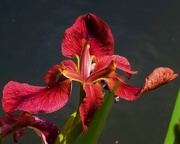 9th Nov 2020 - Beautiful Iris At The Botanic Gardens ~ 