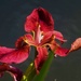 Beautiful Iris At The Botanic Gardens ~  by happysnaps