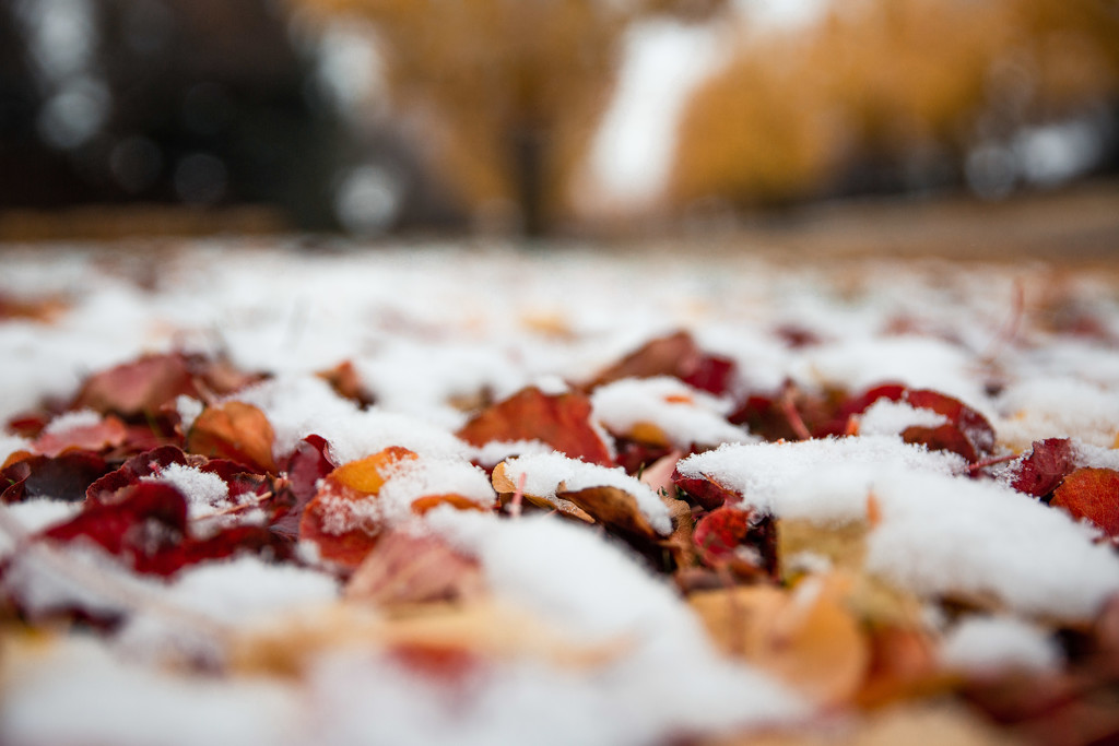 A Fall Snow by tina_mac