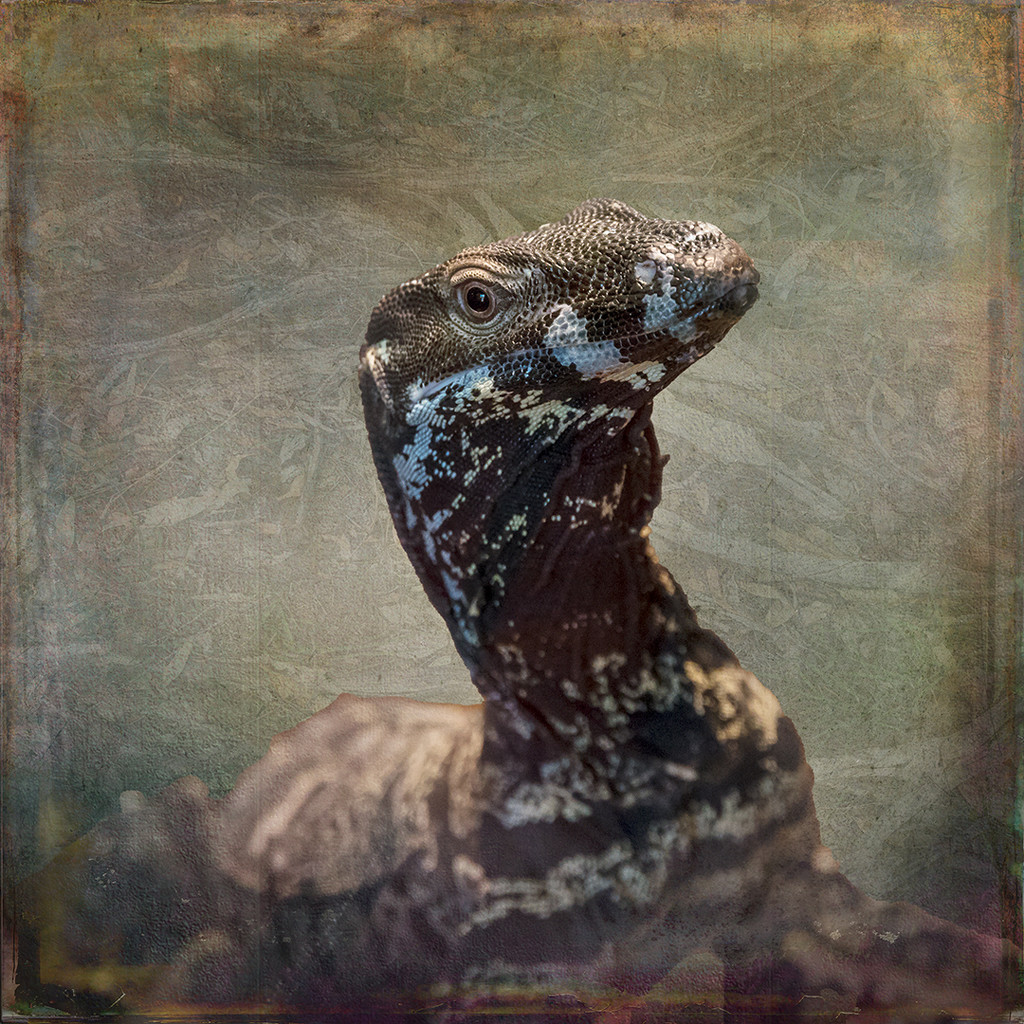 Lace monitor by pusspup
